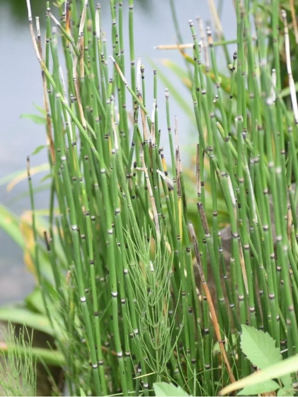 Horsetail Reed Plant Equisetum Hyemale 6 Cuttings With Roots